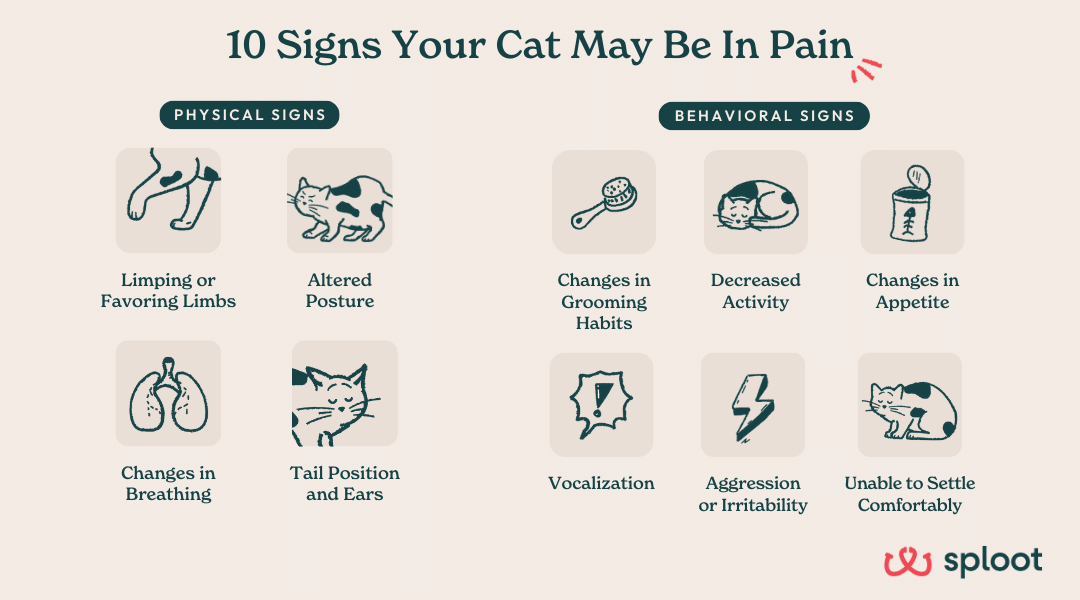 Cat Pain: 10 Need-to-Know Signs [Vet-Approved]
